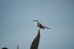 Mockingbird, Galapagos, 2004-11045660